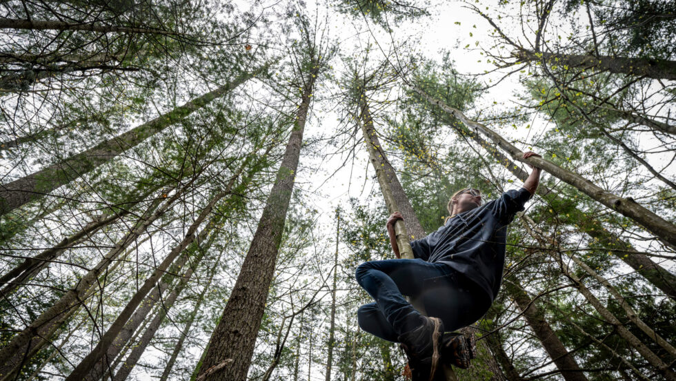 Student climbing a tree in the forest