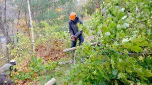 Arboriculture & Landscape Management