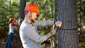 Forest Technology