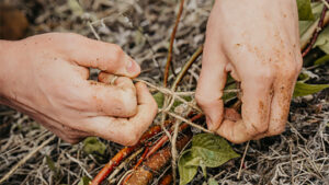 Ecological Restoration