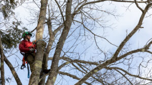 Arboriculture & Landscape Management