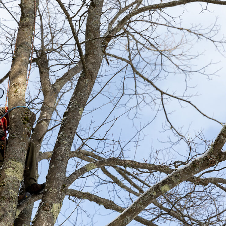 Arboriculture & Landscape Management