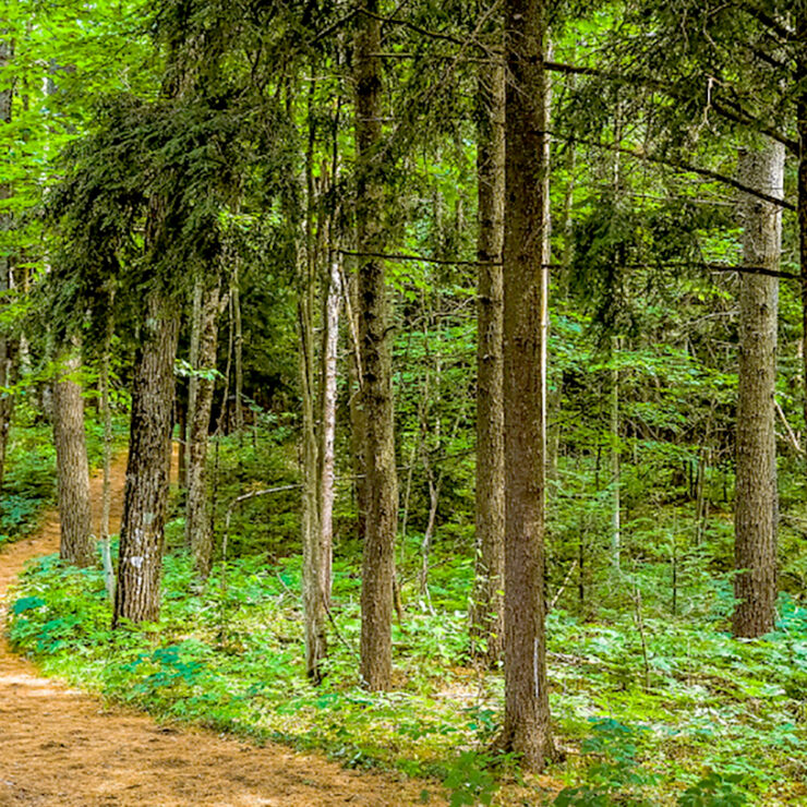 Winding woodland trail running through an Adirondack forest