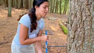 adirondack field ecology tree